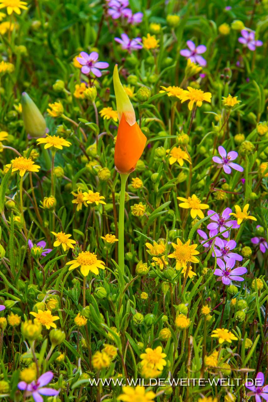 California-Poppies-Antelope-Valley-California-Poppy-Reserve-California-21 Goldmohn-Blüte im Super Bloom Jahr 2019 im Antelope Valley California Poppy Reserve [California]