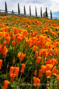 California-Poppies-Antelope-Valley-California-Poppy-Reserve-California-4-200x300 California Poppies
