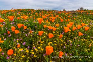 California-Poppies-Antelope-Valley-California-Poppy-Reserve-California-40-300x200 California Poppies
