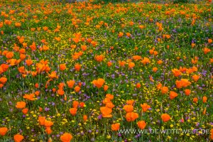 California-Poppies-Antelope-Valley-California-Poppy-Reserve-California-42-300x200 California Poppies