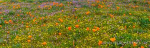 California-Poppies-Antelope-Valley-California-Poppy-Reserve-California-43-300x97 California Poppies