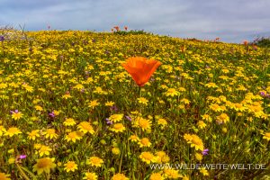California-Poppies-Antelope-Valley-California-Poppy-Reserve-California-50-300x200 California Poppies