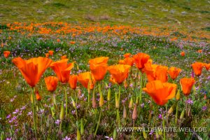 California-Poppies-Antelope-Valley-California-Poppy-Reserve-California-54-300x200 California Poppies