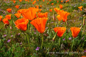 California-Poppies-Antelope-Valley-California-Poppy-Reserve-California-59-300x200 California Poppies
