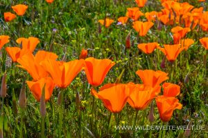 California-Poppies-Antelope-Valley-California-Poppy-Reserve-California-77-300x200 California Poppies