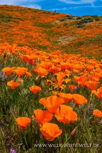 California-Poppies-Antelope-Valley-California-Poppy-Reserve-California-93-200x300 California Poppies