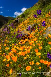California-Poppies-Russian-Valley-Ruta-del-Vino-Baja-California-Nord-44-200x300 California Poppies
