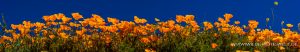 California-Poppies-Walker-Canyon-Lake-Elsinore-California-110-300x52 California Poppies
