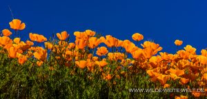 California-Poppies-Walker-Canyon-Lake-Elsinore-California-114-300x144 California Poppies