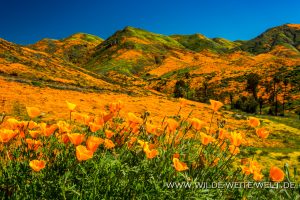 California-Poppies-Walker-Canyon-Lake-Elsinore-California-23-300x200 California Poppies