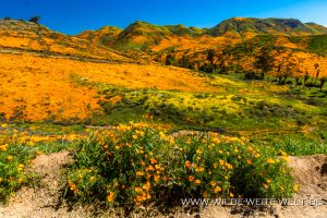 California-Poppies-Walker-Canyon-Lake-Elsinore-California-24-300x200 California Poppies
