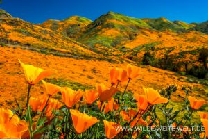 California-Poppies-Walker-Canyon-Lake-Elsinore-California-27-300x200 California Poppies