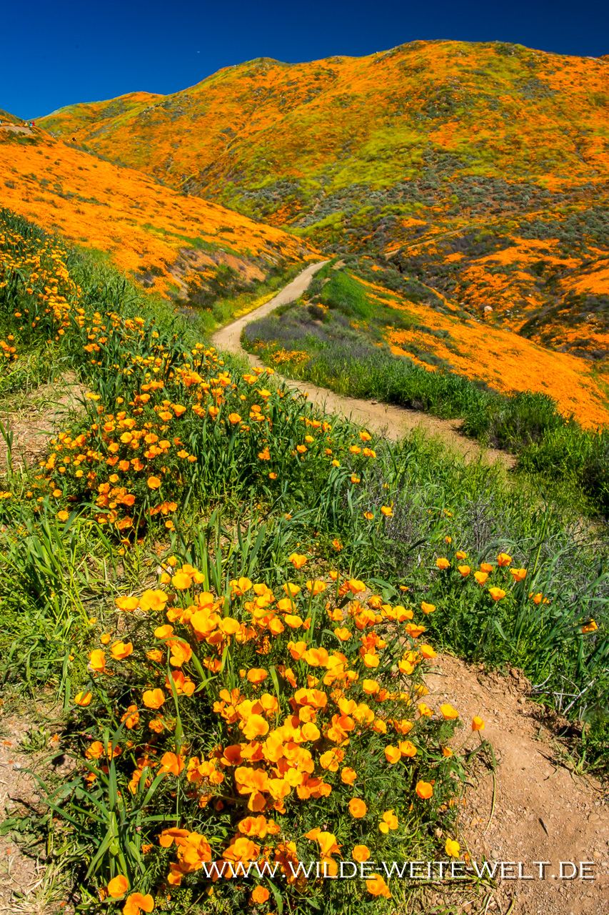 California-Poppies-Walker-Canyon-Lake-Elsinore-California-114 Super Bloom 2019: California Poppies am Lake Elsinore [California]