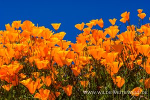California-Poppies-Walker-Canyon-Lake-Elsinore-California-56-300x200 California Poppies