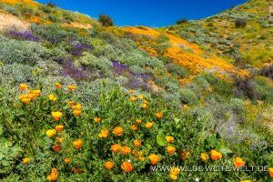 California-Poppies-Walker-Canyon-Lake-Elsinore-California-65-300x200 California Poppies