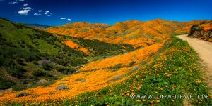 California-Poppies-Walker-Canyon-Lake-Elsinore-California-84-300x151 California Poppies