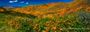 California-Poppies-Walker-Canyon-Lake-Elsinore-California-96-300x108 California Poppies