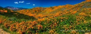 California-Poppies-Walker-Canyon-Lake-Elsinore-California-98-300x114 California Poppies