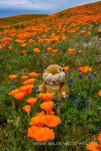 California-Poppies-mit-Prairiedog-Antelope-Valley-California-Poppy-Reserve-California-12-200x300 California Poppies mit Prairiedog
