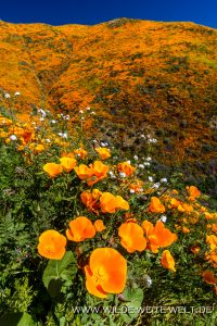 California-Poppies-with-California-Bluebells-Walker-Canyon-Lake-Elsinore-California-200x300 California Poppies with California Bluebells