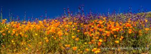 California-Poppies-with-Chia-Salvia-Walker-Canyon-Lake-Elsinore-California-300x108 California Poppies with Chia Salvia