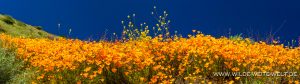 California-Poppies-with-Mustard-Walker-Canyon-Lake-Elsinore-California-12-300x84 California Poppies with Mustard