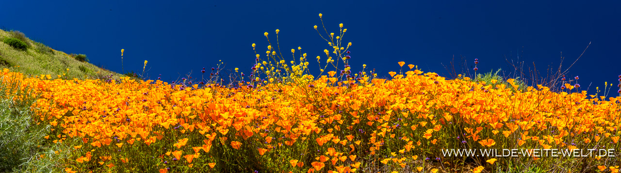 California-Poppies-Walker-Canyon-Lake-Elsinore-California-114 Super Bloom 2019: California Poppies am Lake Elsinore [California]