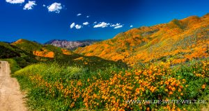 California-Poppies-with-Mustard-Walker-Canyon-Lake-Elsinore-California-15-300x160 California Poppies with Mustard