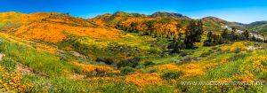 California-Poppies-with-Mustard-Walker-Canyon-Lake-Elsinore-California-4-300x105 California Poppies with Mustard