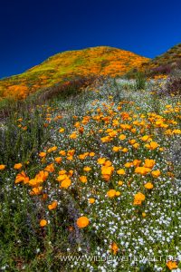 California-Poppies-with-Popcorn-Flower-Walker-Canyon-Lake-Elsinore-California-8-200x300 California Poppies with Popcorn Flower