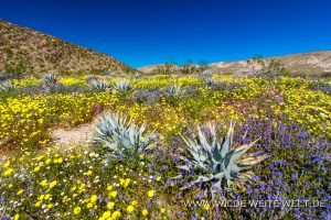 Desert-Dandelion-Desert-Chicory-and-Phacelia-mit-Agave-Coyote-Canyon-Anza-Borrego-State-Park-California-300x200 Desert Dandelion, Desert Chicory and Phacelia mit Agave