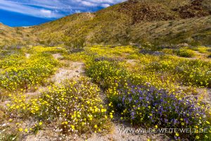 Desert-Dandelion-and-Phacelia-Coyote-Canyon-Anza-Borrego-State-Park-California-6-300x200 Desert Dandelion and Phacelia
