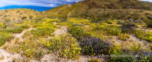 Desert-Dandelion-and-Phacelia-Coyote-Canyon-Anza-Borrego-State-Park-California-7-300x123 Desert Dandelion and Phacelia