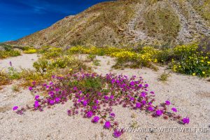Desert-Dandelion-and-Sand-Verbena-Coyote-Canyon-Anza-Borrego-State-Park-California-9-300x200 Desert Dandelion and Sand Verbena
