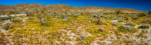 Desert-Dandelion-mit-Agave-San-Felipe-Wash-Anza-Borrego-State-Park-California-6-300x91 Desert Dandelion mit Agave