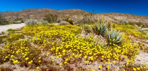 Desert-Dandelion-mit-Agave-San-Felipe-Wash-Anza-Borrego-State-Park-California-9-300x145 Desert Dandelion mit Agave