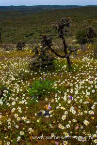 Desert-Flower-Mex-1-Baja-California-Norte-3-200x300 Desert Flower