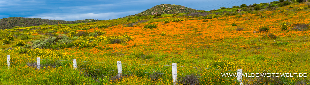 California-Poppies-Russian-Valley-Ruta-del-Vino-Baja-California-Nord-44 Mex # 1: Wildflowers / Wildblumen im Norden der Baja [Baja California Norte]