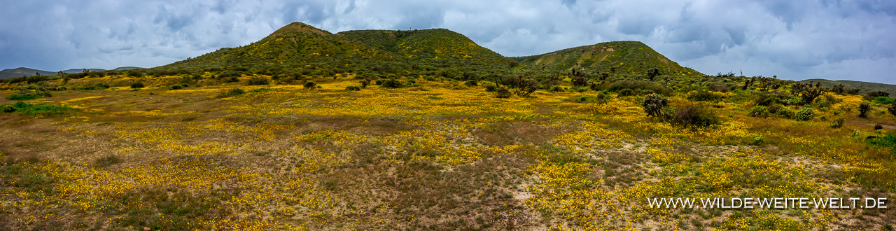California-Poppies-Russian-Valley-Ruta-del-Vino-Baja-California-Nord-44 Mex # 1: Wildflowers / Wildblumen im Norden der Baja [Baja California Norte]