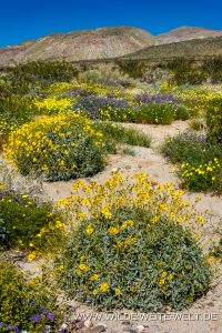 Desert-Sunflower-Coyote-Canyon-Anza-Borrego-State-Park-California-11-200x300 Desert Sunflower
