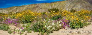 Desert-Sunflower-Desert-Primrose-and-Sand-Verbena-Coyote-Canyon-Anza-Borrego-State-Park-California-2-1-300x117 Desert Sunflower, Desert Primrose and Sand Verbena