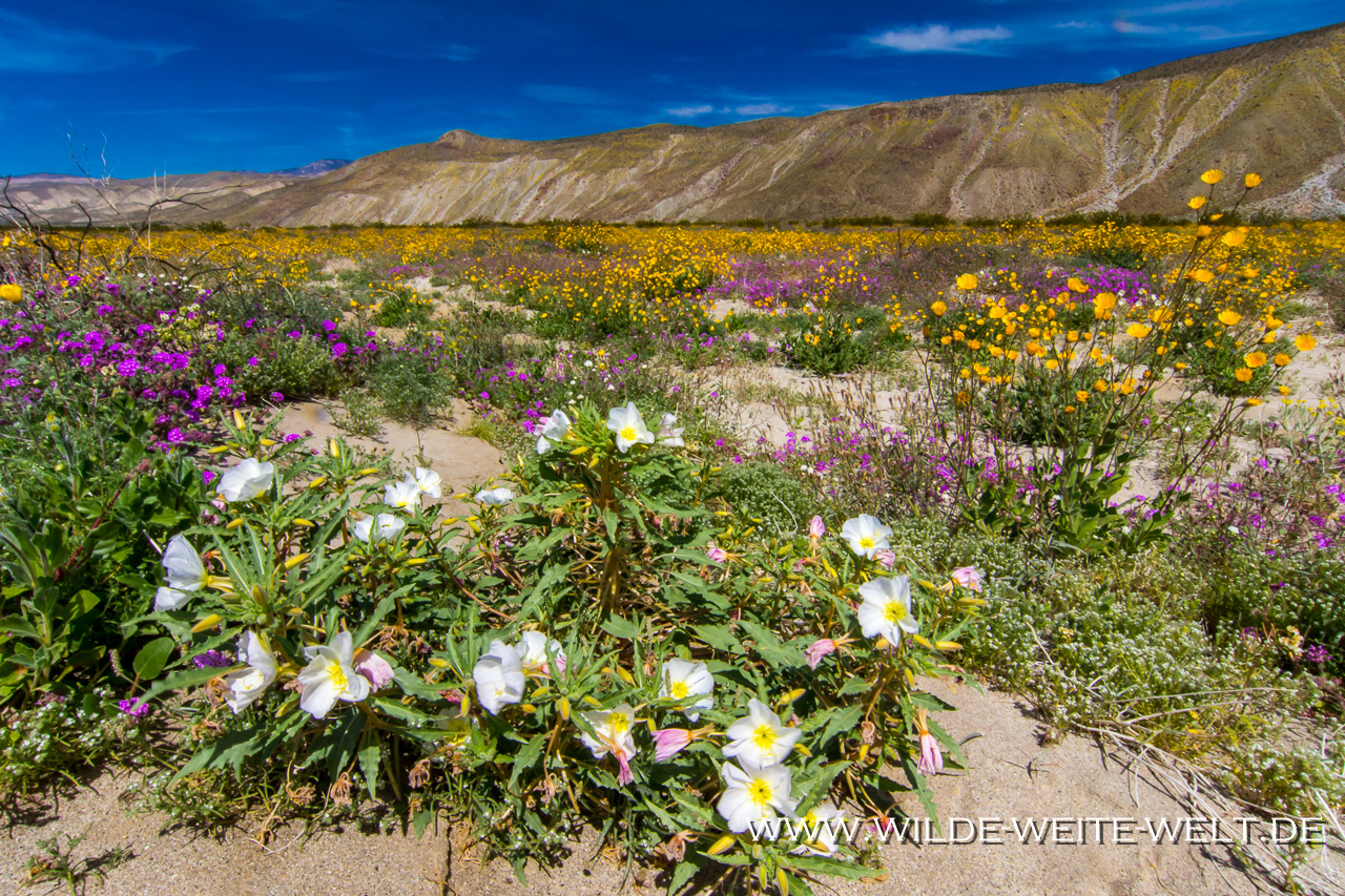 Parish´s-Poppy-und-Bigelows-Monkeyflower-San-Felipe-Wash-Anza-Borrego-State-Park-California-5 Super Bloom: Wildflowers / Wildblumen im Anza Borrego State Park [California]
