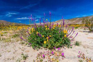 Desert-Sunflower-and-Lupine-Coyote-Canyon-Anza-Borrego-State-Park-California-300x200 Desert Sunflower and Lupine