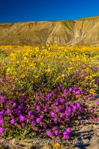 Desert-Sunflower-and-Sand-Verbena-Coyote-Canyon-Anza-Borrego-State-Park-California-16-200x300 Desert Sunflower and Sand Verbena