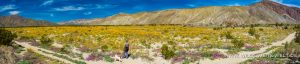 Desert-Sunflower-mit-HP-Coyote-Canyon-Anza-Borrego-State-Park-California-2-300x64 Desert Sunflower mit HP