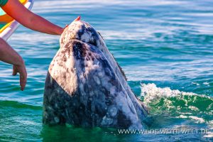 Gray-Whale-Bahia-Magdalena-Puerto-Lopez-Mateos-Baja-California-Süd-17-300x200 Gray Whale