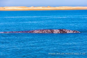 Gray-Whale-Bahia-Magdalena-Puerto-Lopez-Mateos-Baja-California-Süd-26-300x200 Gray Whale