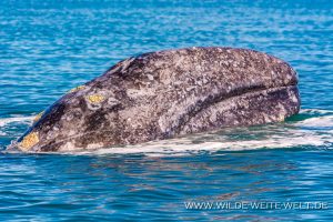 Gray-Whale-Bahia-Magdalena-Puerto-Lopez-Mateos-Baja-California-Süd-27-300x200 Gray Whale