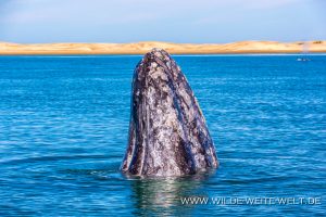 Gray-Whale-Bahia-Magdalena-Puerto-Lopez-Mateos-Baja-California-Süd-29-300x200 Gray Whale