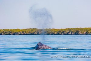 Gray-Whale-Bahia-Magdalena-Puerto-Lopez-Mateos-Baja-California-Süd-7-300x200 Gray Whale